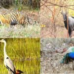 Wildlife-in-Tadoba-Andhari-Tiger-Reserve