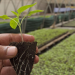 Identify Organic White Vein Kratom Products