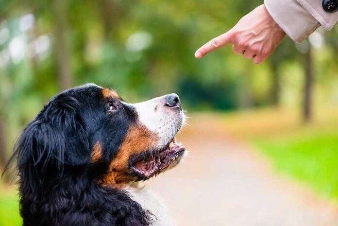 From Injury to Resolution: How Denver’s Experienced Dog Bite Attorneys Can Help