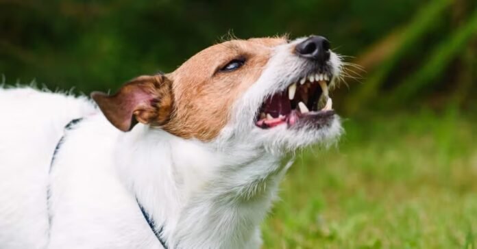 The Hidden Risks: Managing Dog Bite Infections in Austin